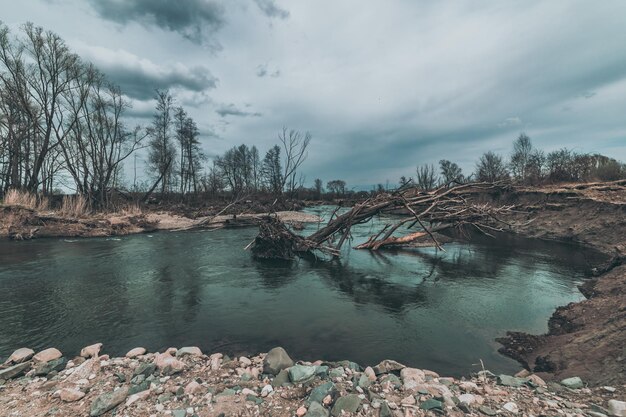 Árbol roto en el río en un día nublado