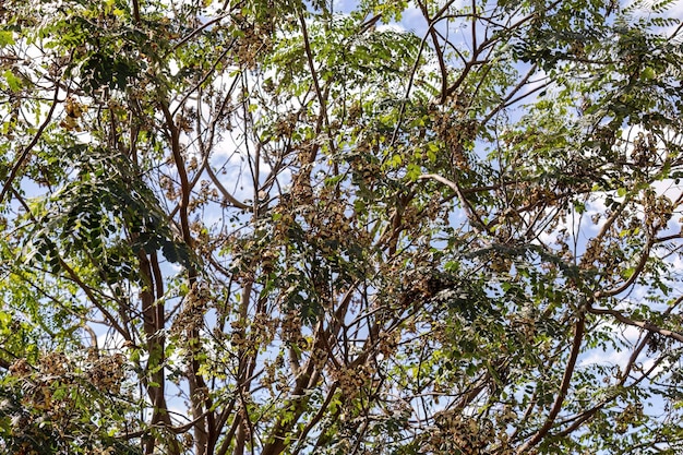 Árbol de Saga Semillas de la especie Adenanthera pavonina