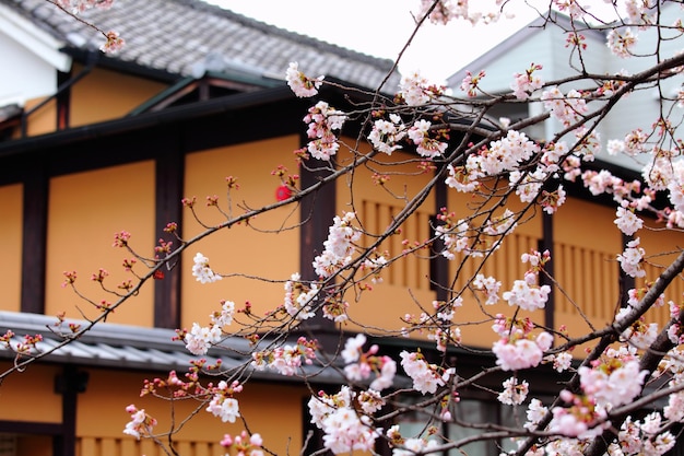 Árbol de sakura y casa tradicional japonesa