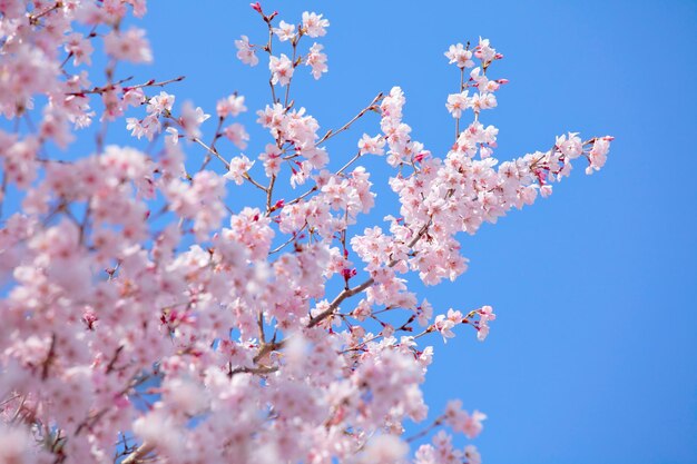 Árbol de sakura con cielo azul