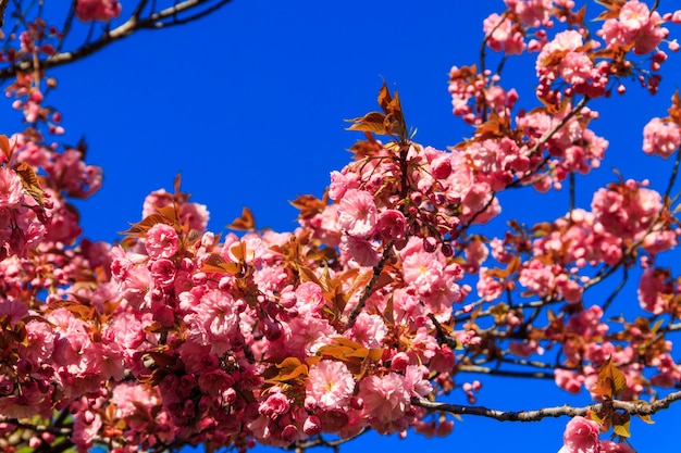 Árbol de sakura en flor rosa en el jardín en primavera