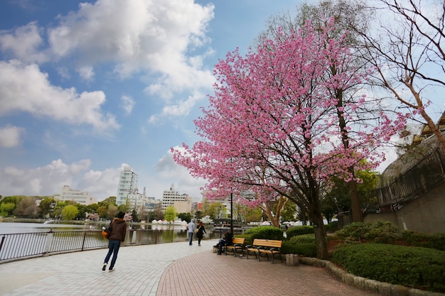 Árbol de Sakura con floración en UENO PARK, prefectura de Tokio en Japón.