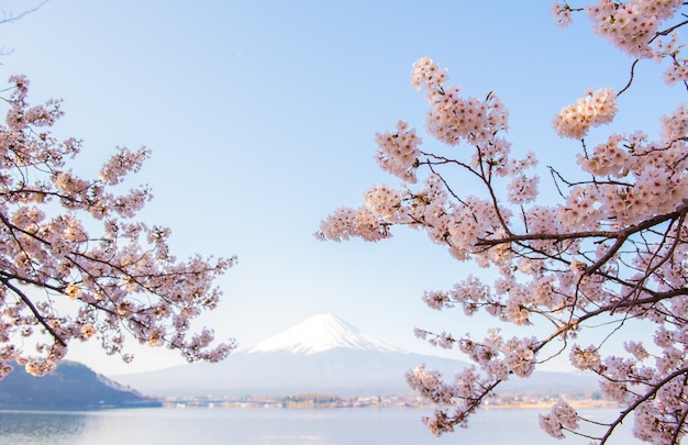 Árbol de Sakura en Japón. Flor de cerezo en flor en el jardín en primavera.