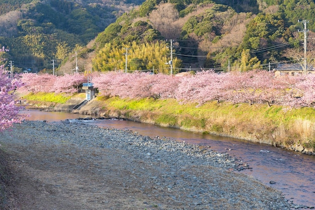 Árbol de sakura en kawazu