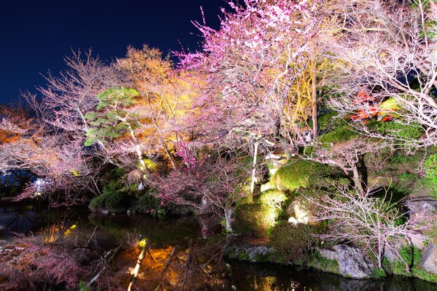 Árbol de sakura con reflejo de río en la noche