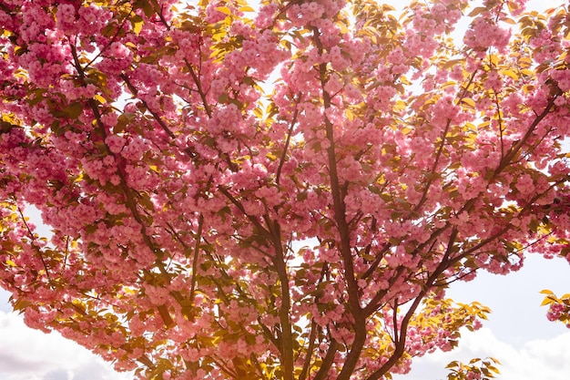 Árbol de sakura rosa floreciente de cerca