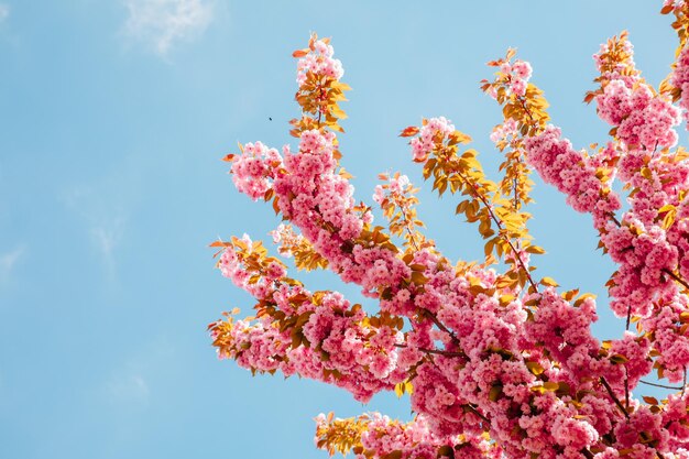 Árbol de sakura rosa floreciente de cerca