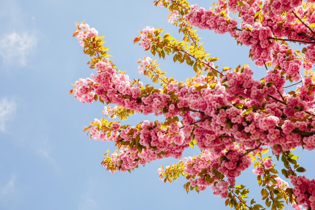 Árbol de sakura rosa floreciente de cerca