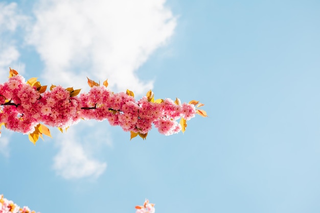 Árbol de sakura rosa floreciente de cerca