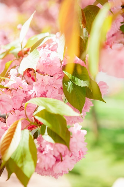 Árbol de sakura rosa floreciente