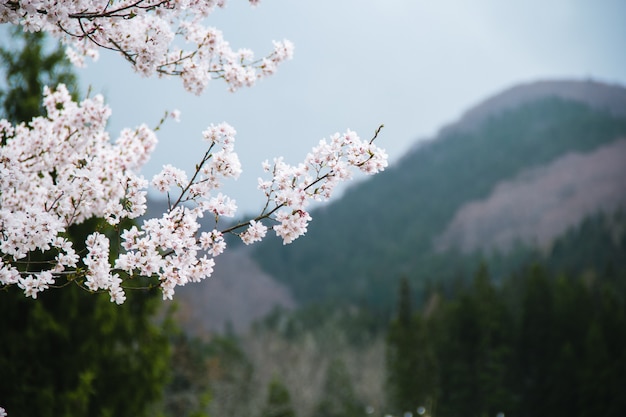 Árbol de Sakura y vista a la montaña