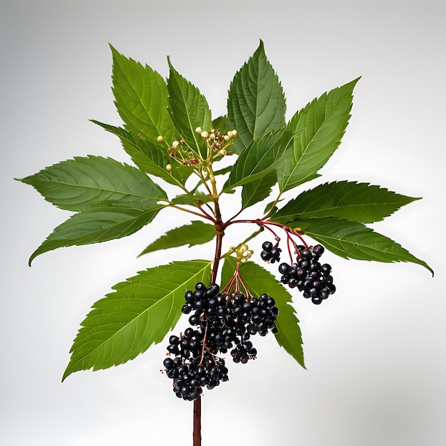 Árbol de saúco sobre un fondo blanco