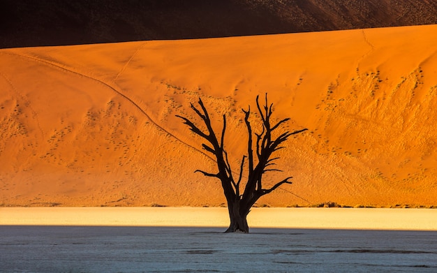 Árbol seco cerca de dunas y cielo azul