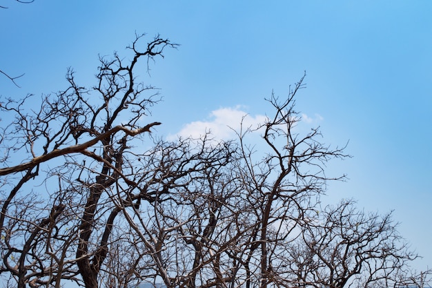 Árbol seco con cielo azul y nubes blancas en el Parque Nacional Op Luang, Hot, Chiang Mai, Thaila