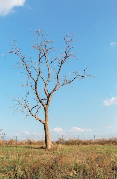 Árbol seco contra el cielo con nubes