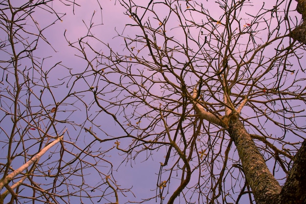 Árbol seco sin hojas con cielo despejado en hora dorada de otoño