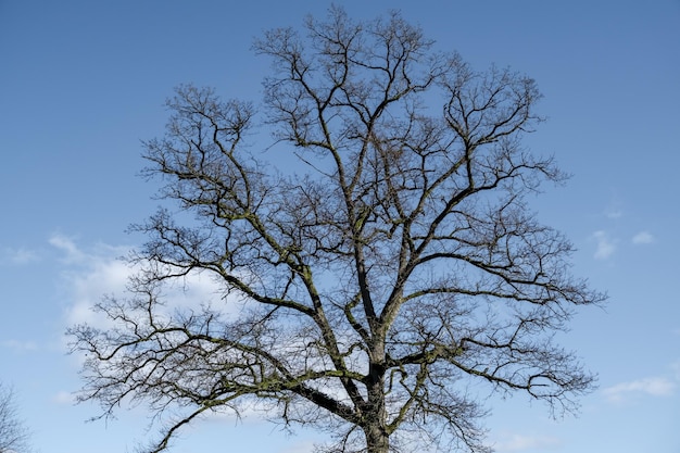 Árbol seco independiente contra el cielo Concepto de ecología protección del medio ambiente Lugar para el texto