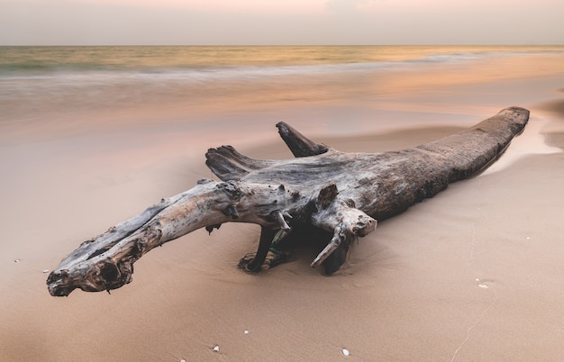 Árbol seco iniciar sesión en la playa.