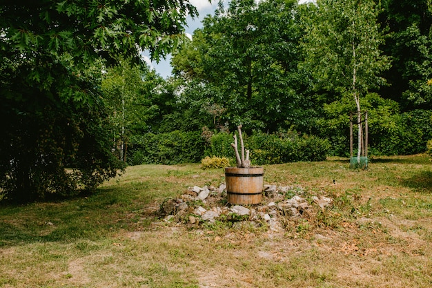 Árbol seco en una maceta de madera