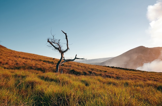 Árbol seco en medio de la hierba