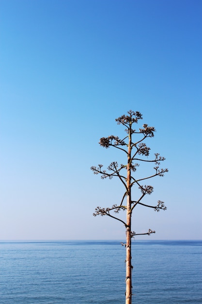 Árbol seco en la playa, cielo azul y mar