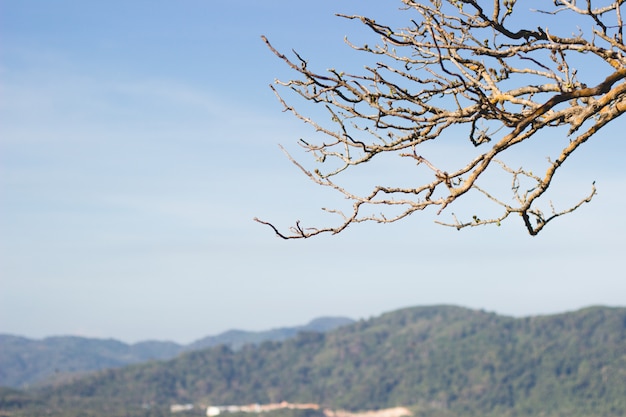 Árbol seco en primavera en el fondo de la montaña