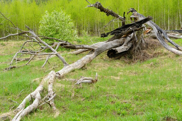 Árbol seco sobre la hierba verde