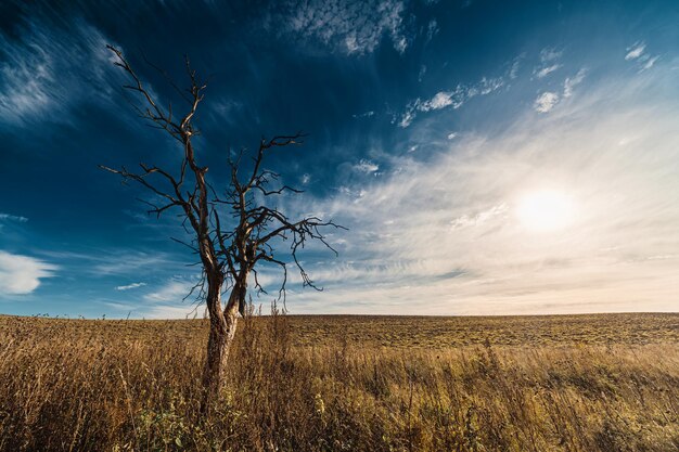 Árbol seco solitario en el campo contra el celaje y el sol poniente