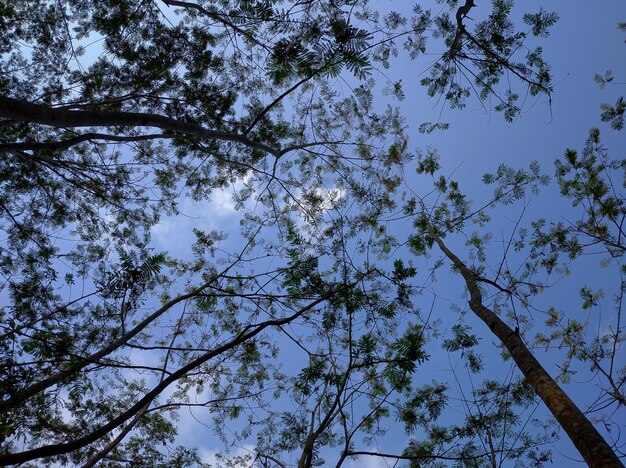 Árbol Sengon mirando al cielo