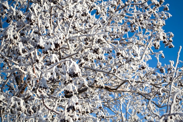 Árbol de serbal en invierno sobre un fondo azul del cielo