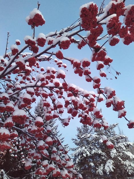 Árbol de serbal en la nieve