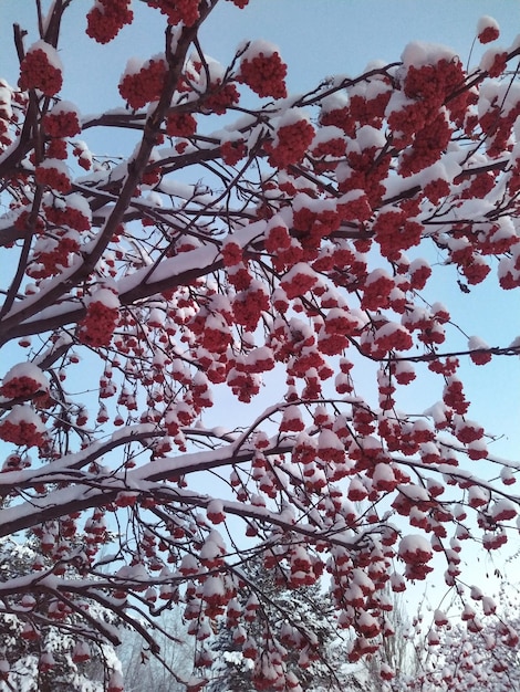 Árbol de serbal en la nieve