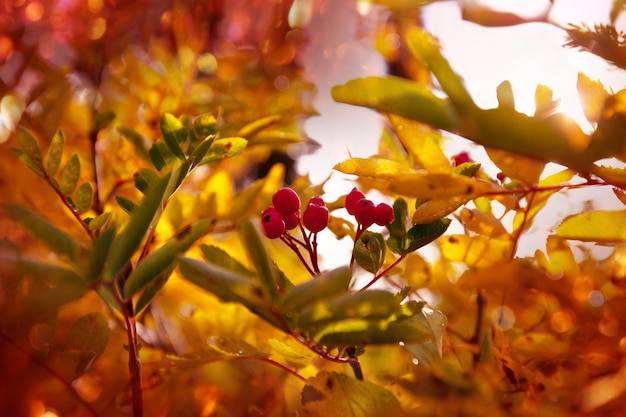 Árbol de serbal de otoño