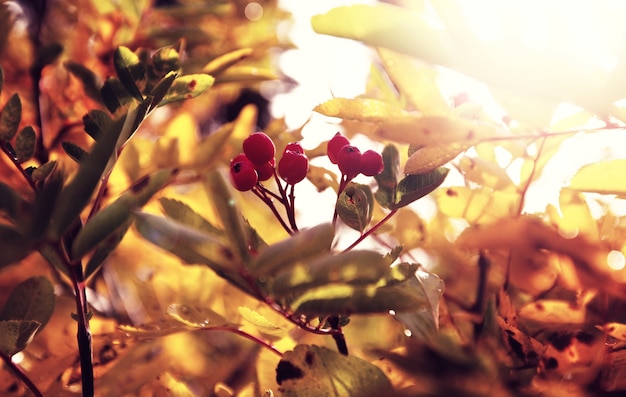 Árbol de serbal de otoño