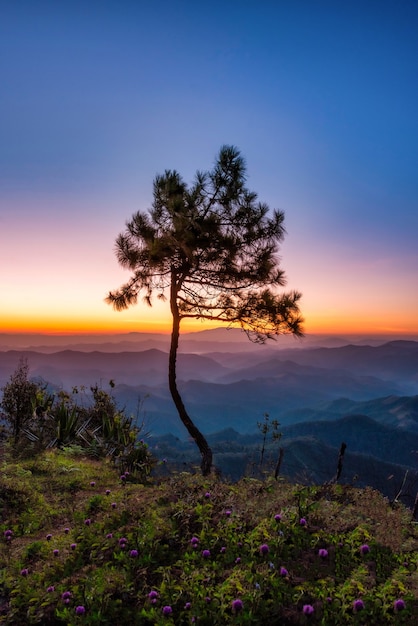 Árbol de silueta en la montaña con escena de amanecer