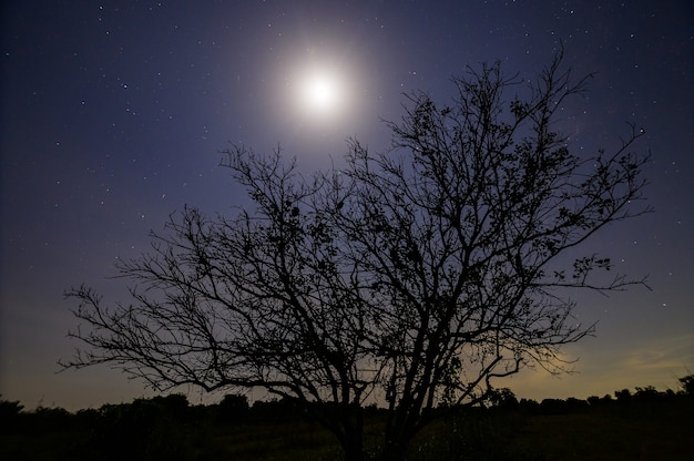 Árbol de silueta durante la noche con la luz de la luna
