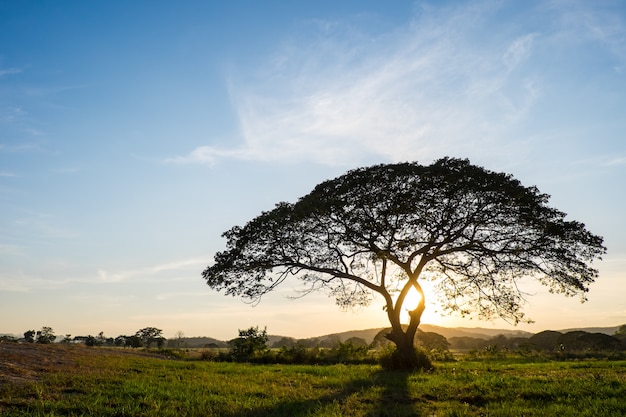 Árbol de silueta en puesta de sol