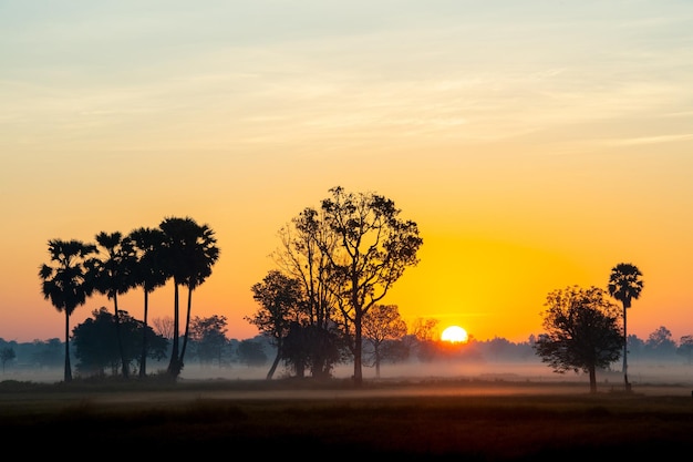 Árbol de silueta en Tailandia con Sunrise.Tree silueteado contra un sol poniente.Árbol oscuro en campo abierto espectacular amanecer.Típica puesta de sol de Tailandia con árboles en el Parque Nacional Khao Yai, Tailandia