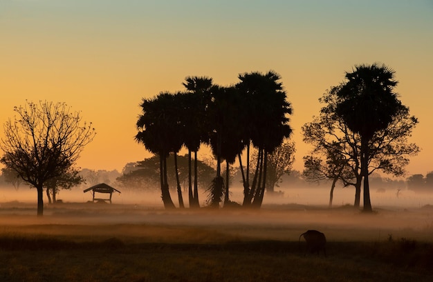 Árbol de silueta en Tailandia con Sunrise.Tree silueteado contra un sol poniente.Árbol oscuro en campo abierto espectacular amanecer.Típica puesta de sol de Tailandia con árboles en el Parque Nacional Khao Yai, Tailandia