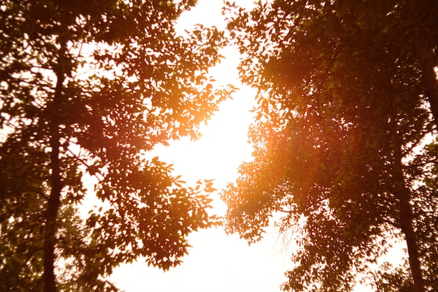 Árbol de silueta