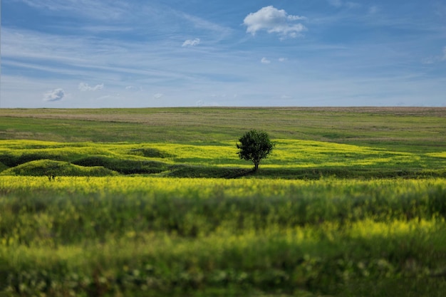 Árbol solitario en un campo floreciente cielo azul con nubes blancas