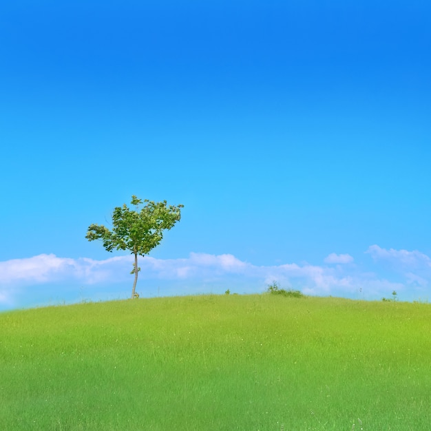 Árbol solitario en el campo con hierba verde y cielo azul