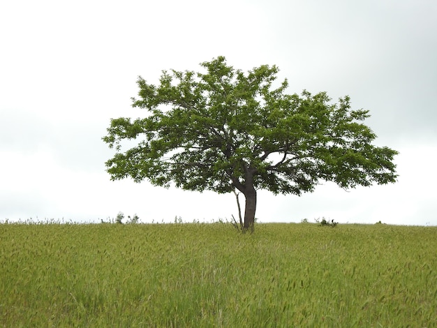 Árbol solitario en un campo de hierba verde contra el cielo