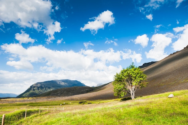 Árbol solitario en el campo verde en las montañas, sur de Islandia