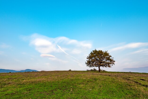 Árbol solitario en el campo