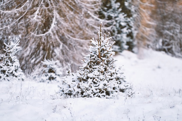 Árbol solitario cerca de las montañas de belluno