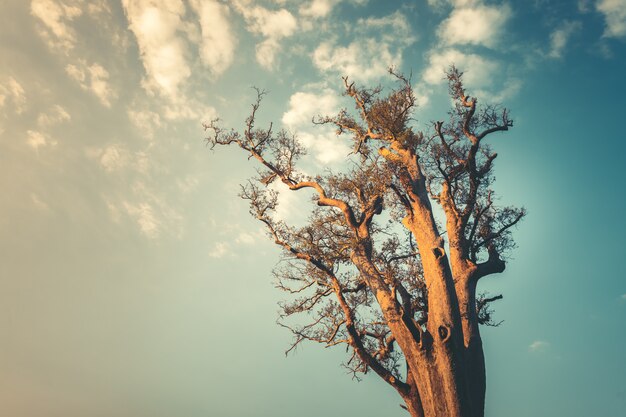 Árbol solitario en el cielo azul limpio