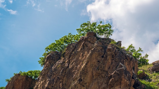 Árbol solitario en la cima de la montaña.