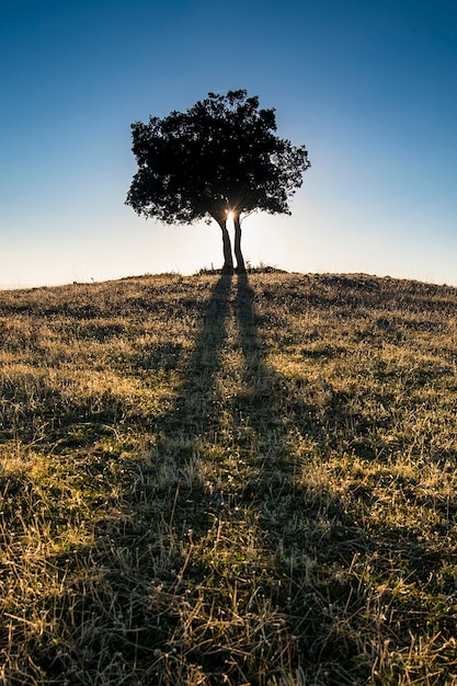 Árbol solitario en una colina al atardecer