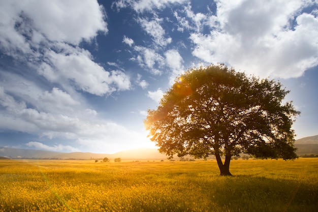 Árbol solitario contra un cielo azul al atardecer.